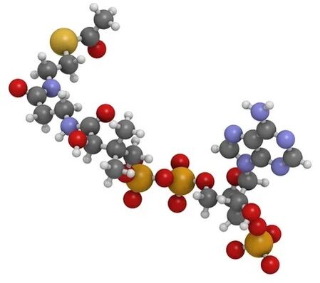 SimplA 360 contiene Coenzyme Q10